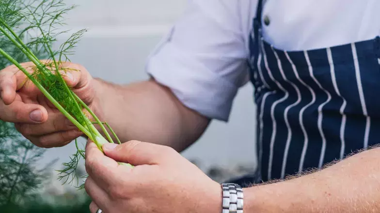 A person with apron holding fresh dill